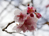 早咲き河津桜