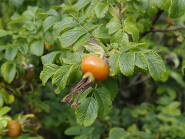 �Х�μ¡�201007