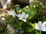 ラズベリーの花2009