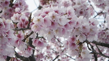 ��餭�κ�2011-2