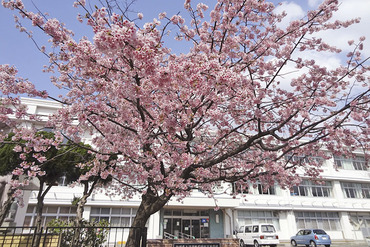 【中古】 言い寄る １/小学館/花津ハナヨ 中古】 言い寄る 1/小学館/花津ハナヨ
