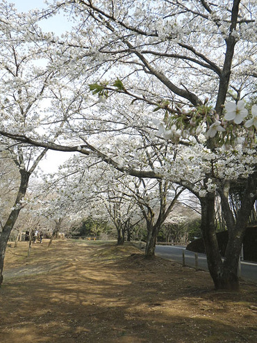 surugadaira20110402_03