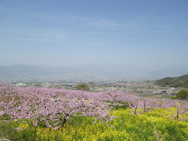 yamanashi20110417_18
