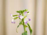 大根の花
