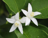 ���󥫥�β�2008