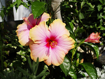hibiscus2010-2