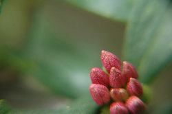 macro4