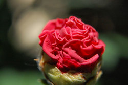 macro1