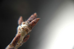 macro3