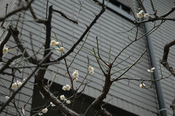 macro2
