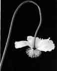 poppy29a