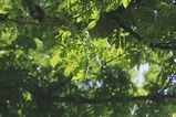 IMG_4087