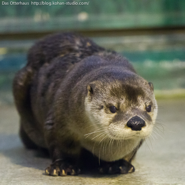 新潟カワウソ・ご長寿カナダばーちゃん : Das Otterhaus 新潟カワウソ・ご長寿カナダばーちゃん : Das Otterhaus