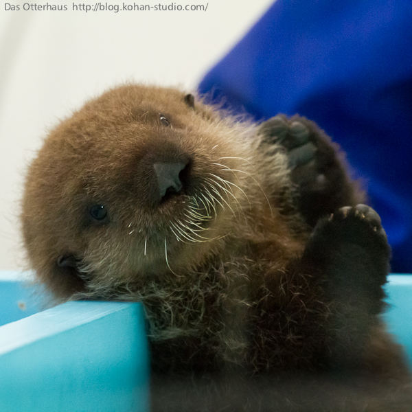 うみのなかみちベビラッコ・その1 : Das Otterhaus 【カワウソ舎