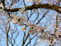 09井の頭公園-3