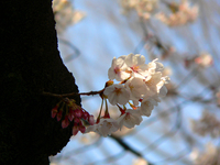 09井の頭公園-2