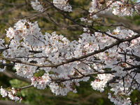 09井の頭公園-6
