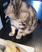 シャケと祐ちゃん