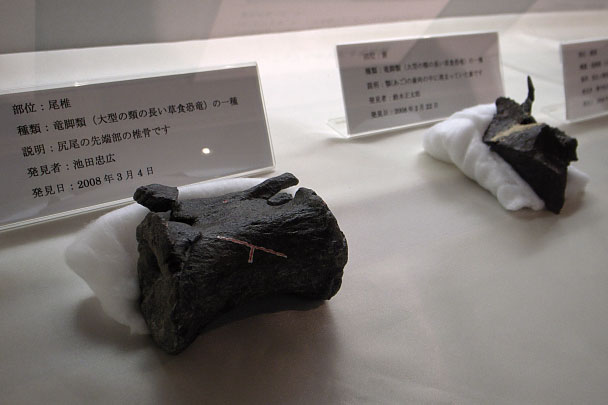 尾椎骨