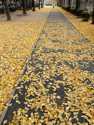 下福島公園の小道