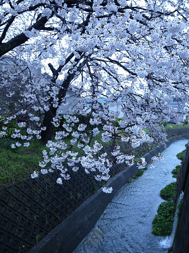 滝山桜