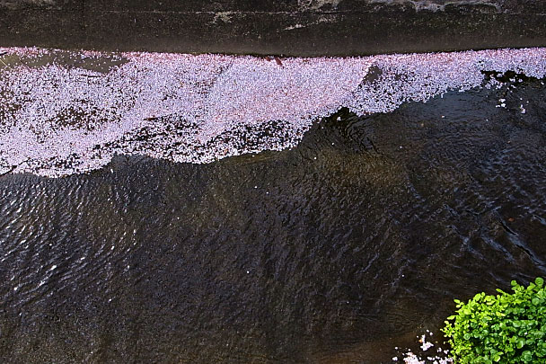 散花