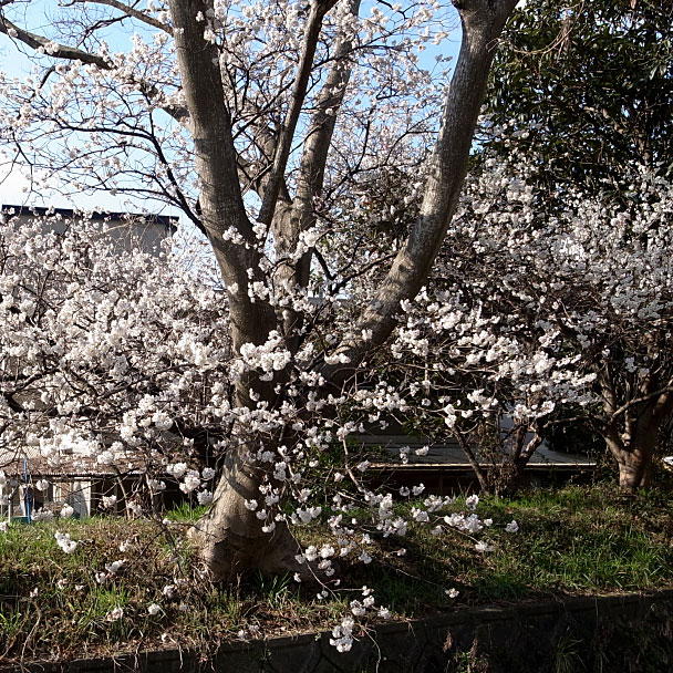 桜