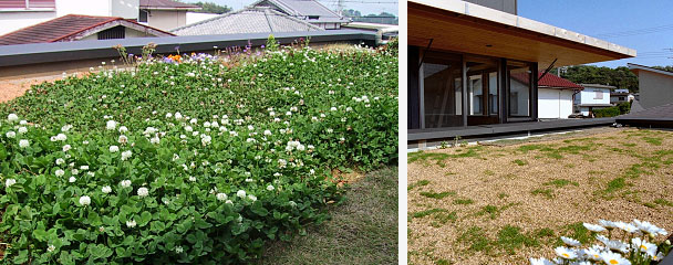屋上緑化