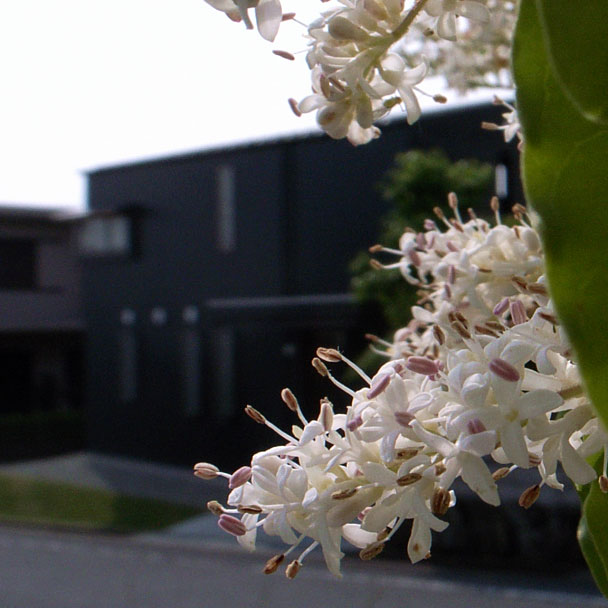 卯の花