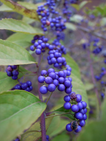 ���ӥĥ���2006 ��饵��������