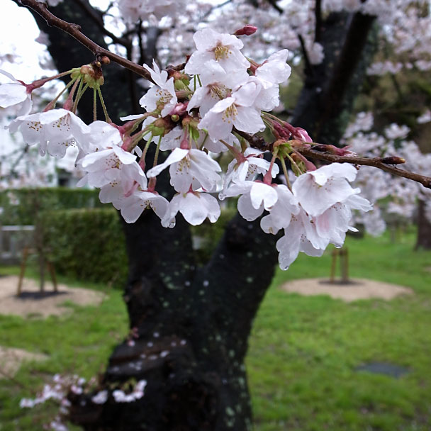雨の中の桜