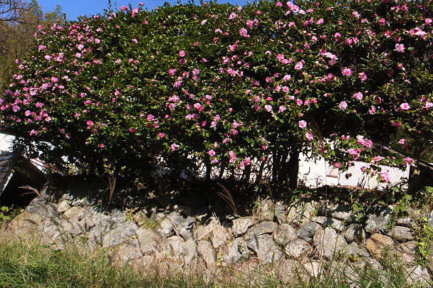 山茶花