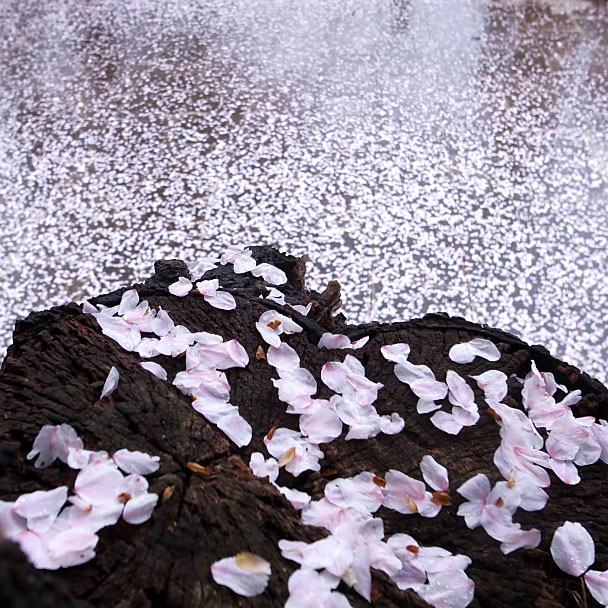 花弁