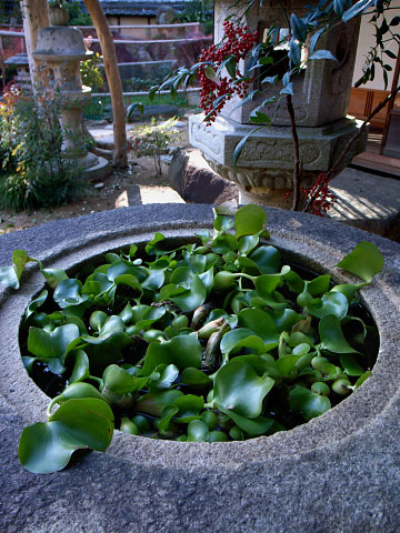 ���ӥĥ���2006 ����