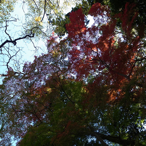 紅葉