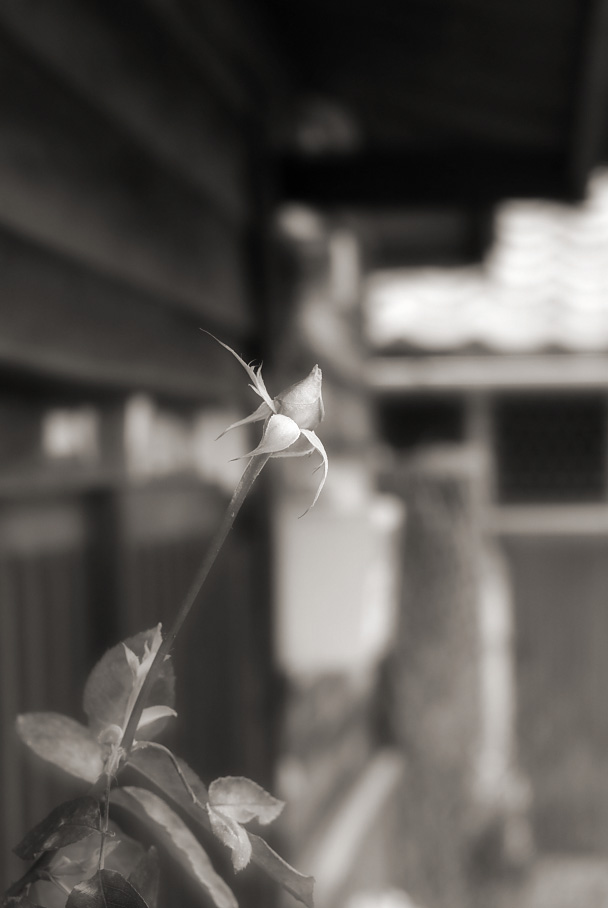 薔薇