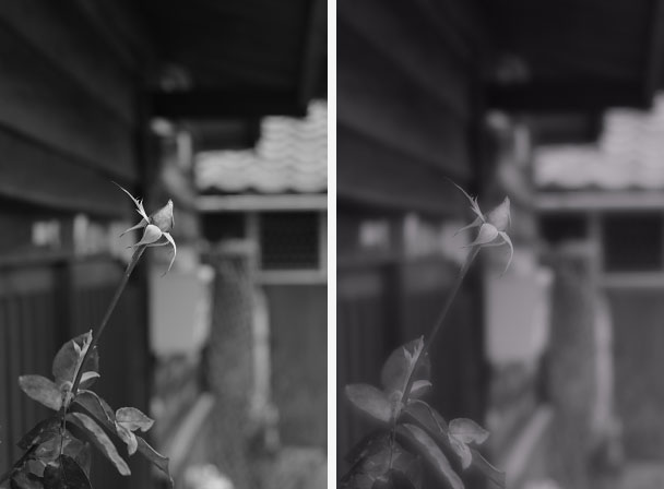 薔薇 元画像