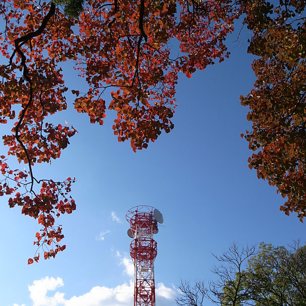 紅葉