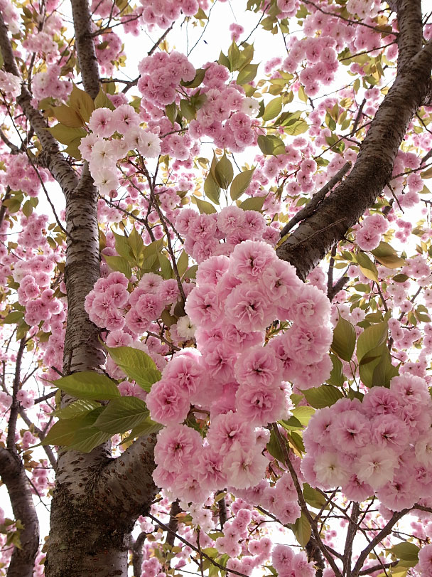 八重桜