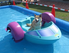 漂う柴犬しゅん