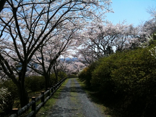 sakura4
