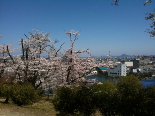 sakura3
