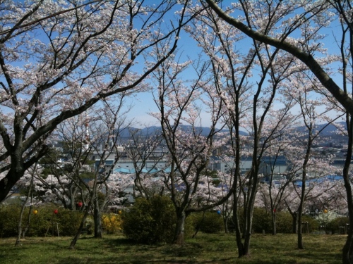 sakura2