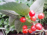 26352e13.jpg
