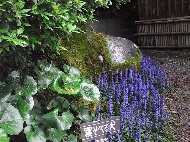 RIMG0782