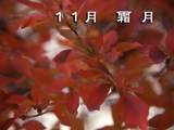 2008ǯ11��β���