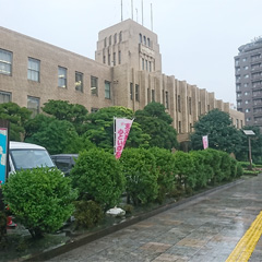 鹿児島市役所で展示好評!「抹茶プレミアム」