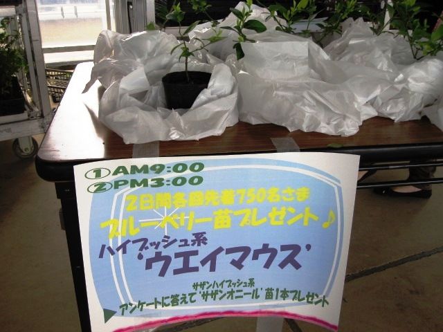 ブルーベリー