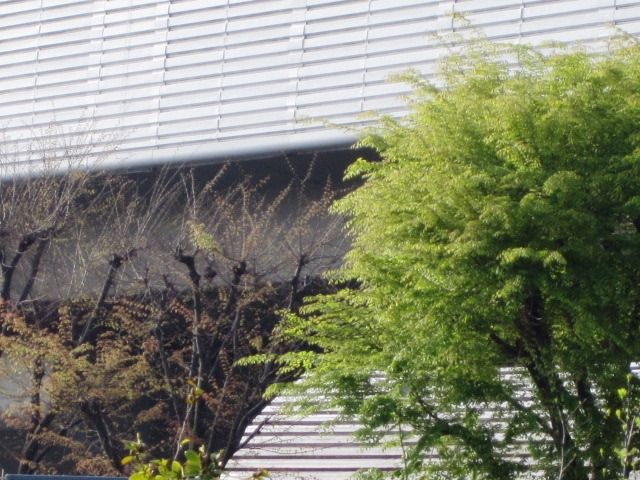 けやき