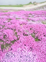 芝桜